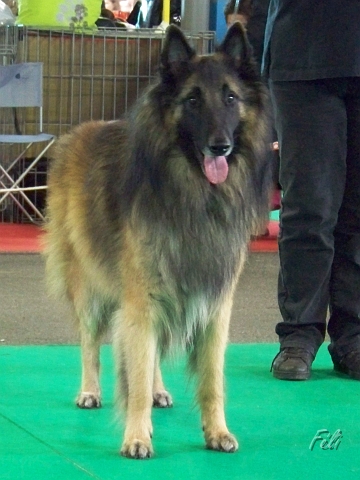 n°84 Fares van de hoge laer 5348.JPG